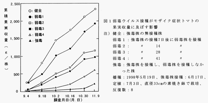 図1 弱毒ウイルス接種がモザイク症状トマトの果実収量に及ぼす影響