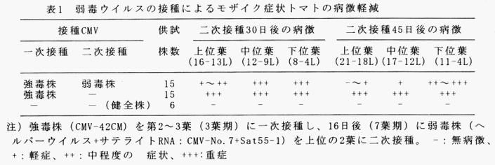 表1 弱毒ウイルスの接種によるモザイク症状トマトの病徴軽減