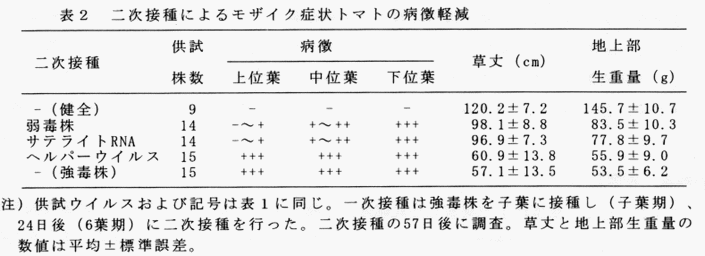 表2 二次接種によるモザイク症状トマトの病徴軽減