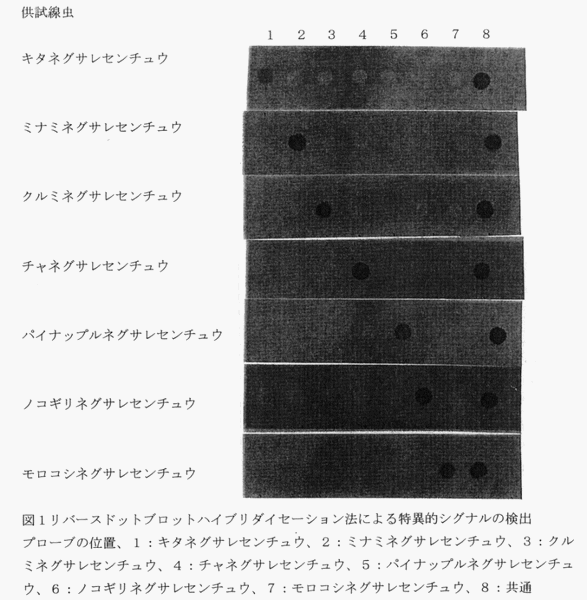 図1 リバースドットブロットハイブリダイセーション法による特異的シグナルの検出