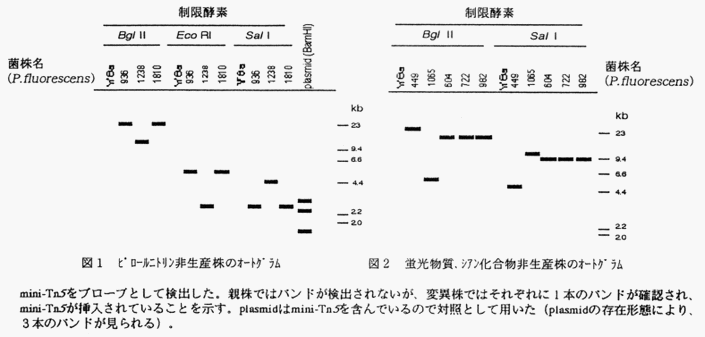 図1 ピロールニトリン非生産株のオートグラム 図2 蛍光物質、シアン化合物非生産株のオートグラム