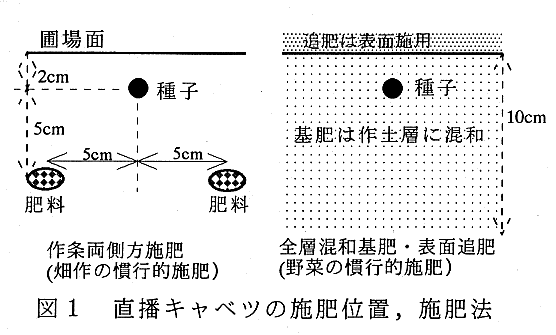 図1.直播キャベツの施肥位置、施肥法
