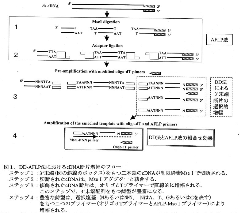 図1.DD-AFLP法によるcDNA断片増幅のフロー