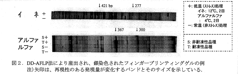 図2.DD-AFLP法により産出され、銀染色されたフィンガープリンティングゲルの例