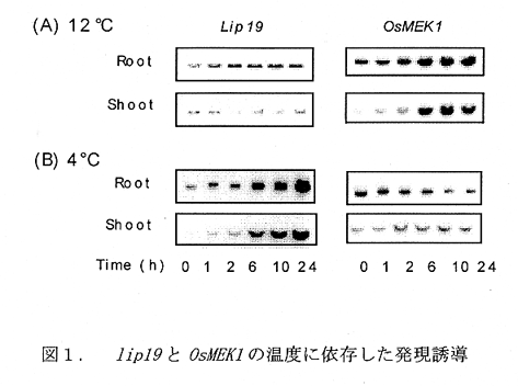 図1.lipl9とOsMEKIの温度に依存した発現誘導