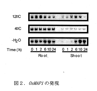 図2.OsMAP1の発現