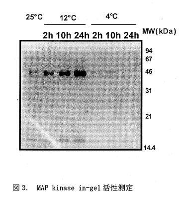 図3.MAP kinase in-gel 活性測定