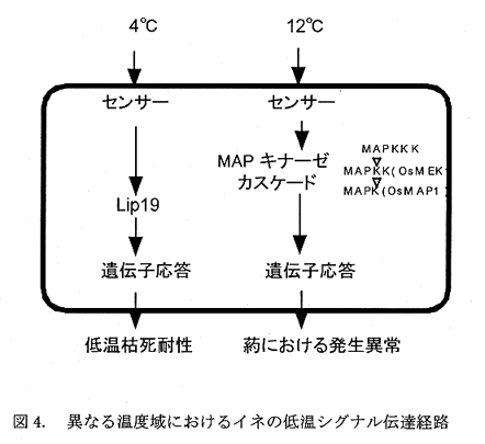 図4.異なる温度域におけるイネの低温シグナル伝達経路