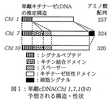 図1.単離cDNA(Chi 1,7,10)の予想される構造・性状
