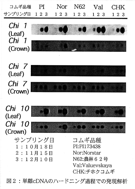 図2.単離cDNAのハードニング過程での発現解析