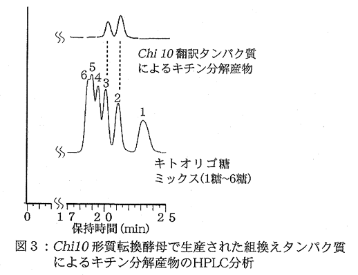 図3.Chi10形質転換酵母で生産された組換えタンパク質によるキチン分解産物のHPLC分析