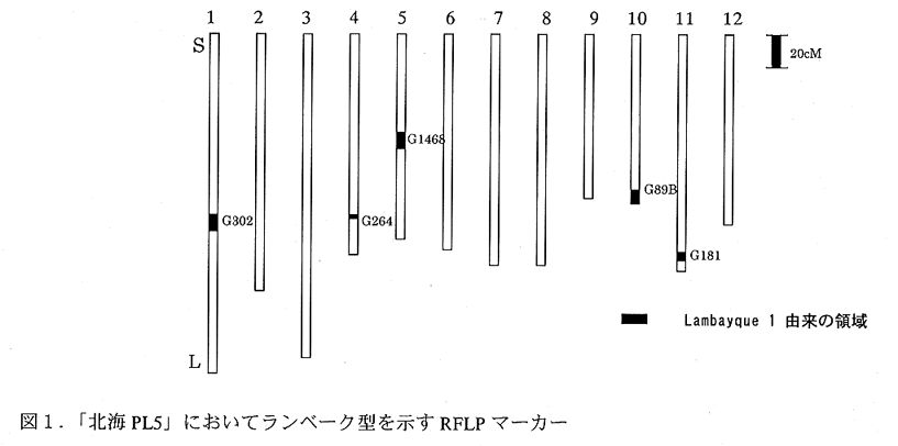 図1.「北海PL5」においてランベーク型を示すRFLPマーカー