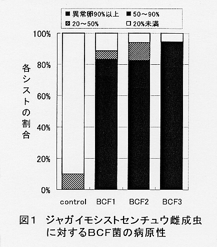 図1.ジャガイモシストセンチュウ雌成虫に対するBCF菌の病原性