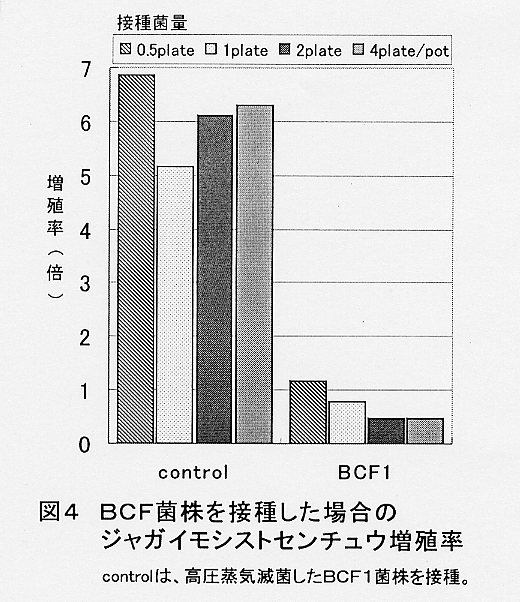 図4.BCF菌株を接種した場合のジャガイモシストセンチュウ増殖率