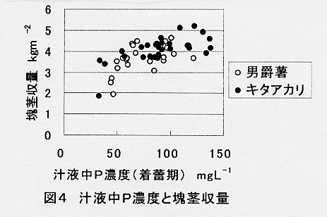 図4.汁液中P濃度と塊茎収量