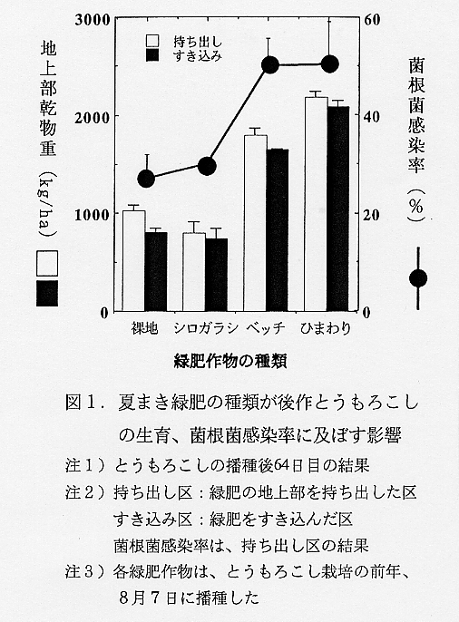 図1.夏まき緑肥の種類が後作とうもろこしの生育、菌根菌感染率に及ぼす影響