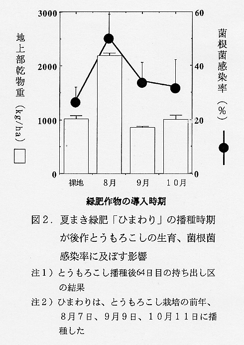 図2.夏まき緑肥「ひまわり」の播種時期が後作とうもろこしの生育、菌根菌感染率に及ぼす影響