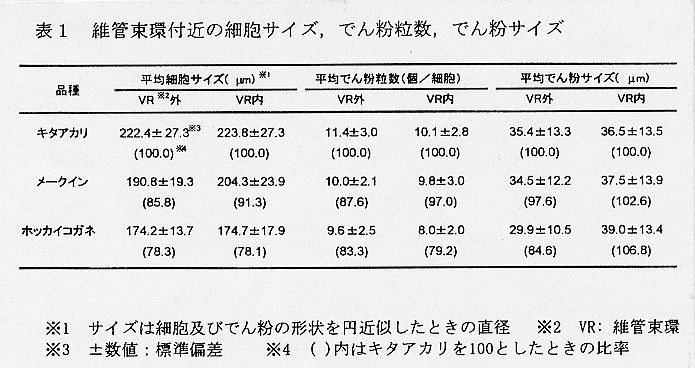 表1.維管束環付近の細胞サイズ、でん粉粒数、でん粉サイズ