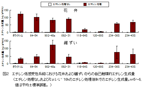 図2 エチレン低感受性系統における花弁および雌ずいからの自己触媒的エチレン生成量