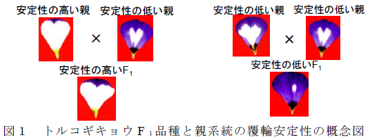 図1.トルコギキョウF1 品種と親系統の覆輪安定性の概念図
