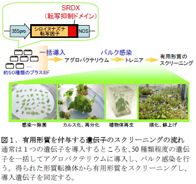 図1.有用形質を付与する遺伝子のスクリーニングの流れ