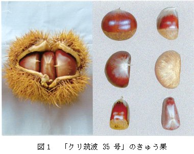 図1 「クリ筑波35号」のきゅう果の