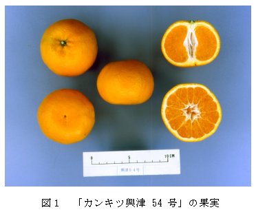 図1 「カンキツ興津54号」の果実