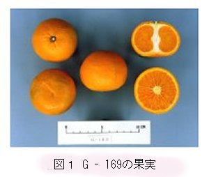 図1 G-169の果実
