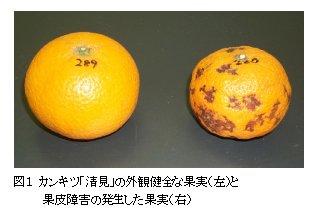 図1 カンキツ「清見」の外観 健全な果実(左)と果皮障害の発生した果実(右)