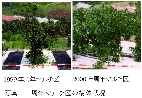 写真1 周年マルチ区の樹体状況