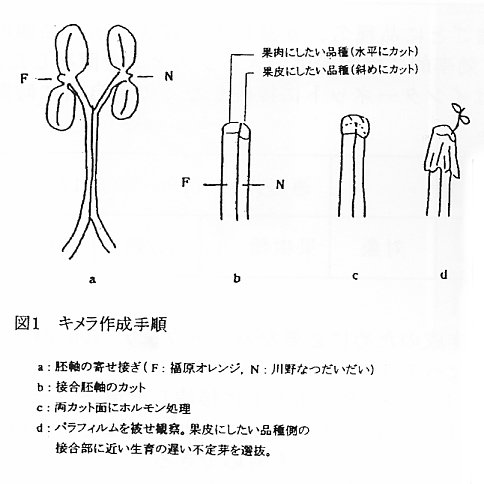 図1 キメラ作成手順