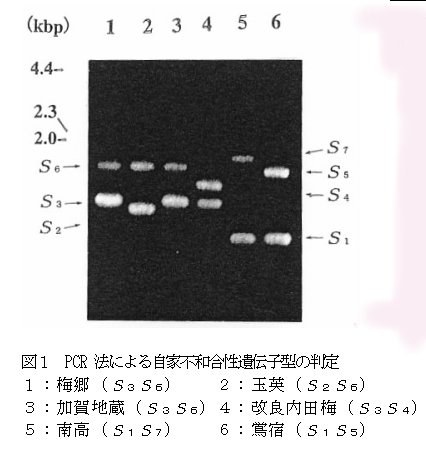図1 PCR法による自家不和合性遺伝子型の判定