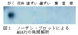 図1 ノーザン・ブロットによるMdAP1の発現解析