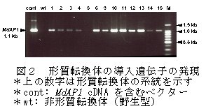 図2 形質転換体の導入遺伝子の発現