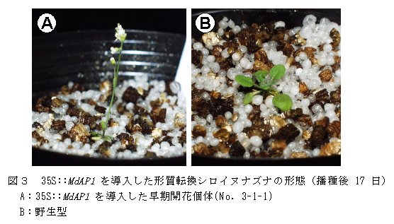 図3 35S::MdAP1を導入した形質転換シロイヌナズナの形態