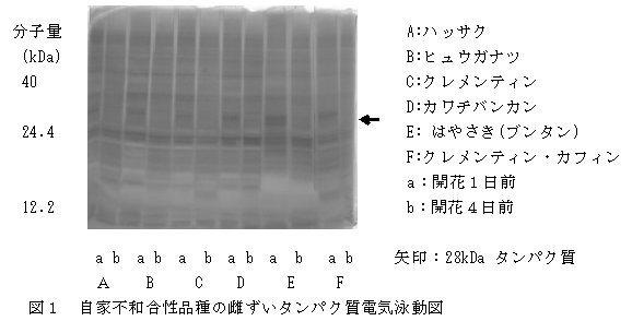 図1 自家不和合性品種の雌ずいタンパク質電気泳動図