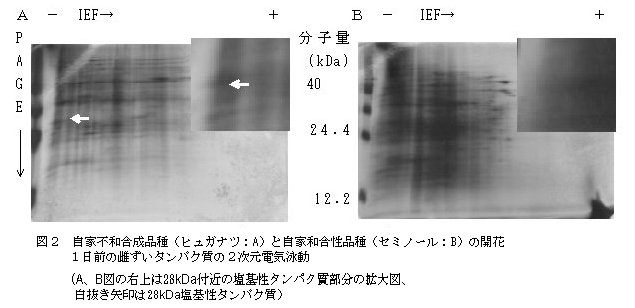図2 自家不和合性品種(ヒュガナツ:A)と自家和合性品種(セミノール:B)の開花1日前の雌ずいタンパク質の2次元電気泳動