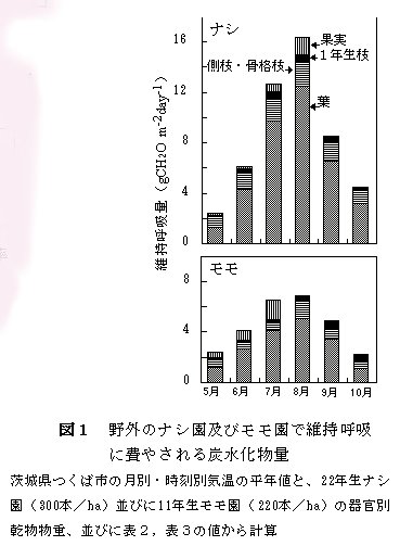 図1 野外のナシ園及びモモ園で維持呼吸に費やされる炭水化物量