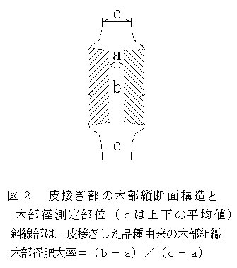 図2 皮剥ぎ部の木部縦断面構造と木部径測定部位