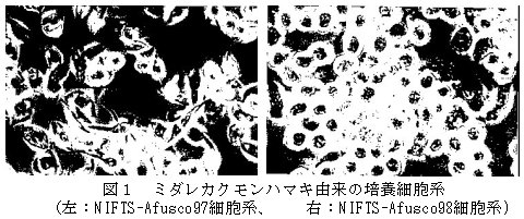 図1 ミダレカクモンハマキ由来の培養細胞系