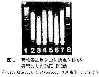 図3 両培養細胞と虫体染色線色体DNAを鋳型にしたRAPD-PCR像