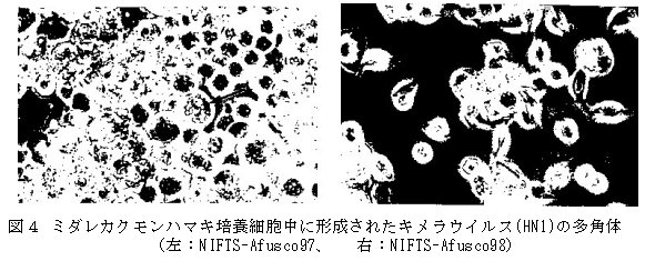 図4 ミダレカクモンハマキ培養細胞中に形成されたキメラウイルスの多角体