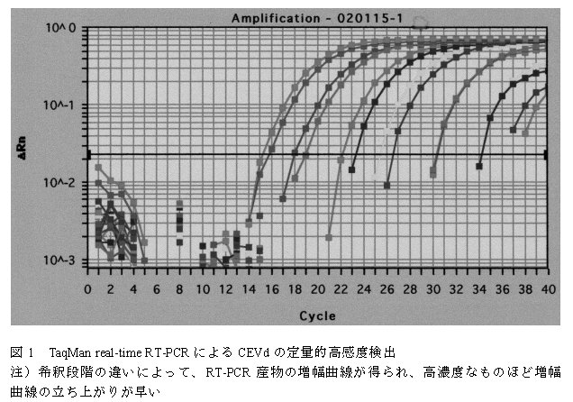 図1 TaqMan real-time RT-PCRにっよるCEVdの定量的高感度検出