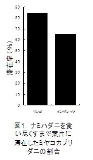 図1.ナミハダニを食い尽くすまで葉片に滞在したミヤコカブリダニの割合