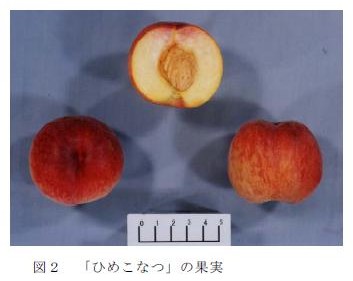 図2  「ひめこなつ」の果実