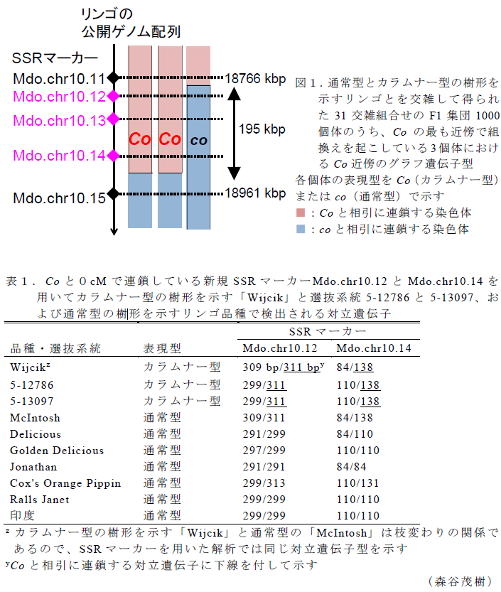 図,表1