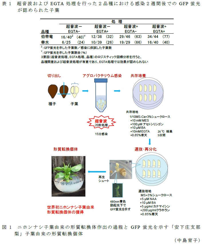 図1,表1