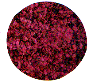 図1 スンプ法(型どり法)によるニホンナシ果肉細胞の顕微鏡画像