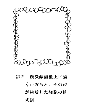 図2.顕微鏡画像上に描く正方形と、その辺が横断した細胞の模式図