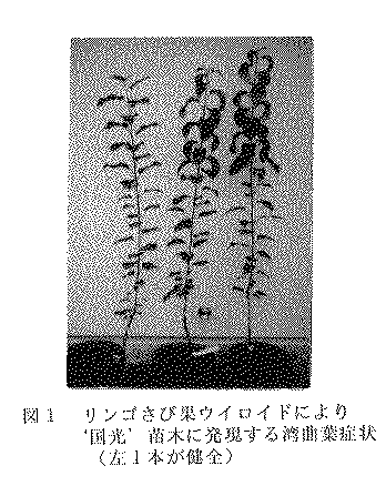 図1.リンゴさび果ウイロイドを二重切接ぎ接種した‘国光’苗木に発現する湾曲葉症状